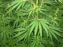 Le cannabis, omniprésent en Polynésie Le cannabis, omniprésent en Polynésie