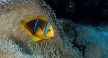 Topdive reprend 3 centres de plongée Blue Nui à Bora Bora, Manihi et Tikehau Topdive reprend 3 centres de plongée Blue Nui à Bora Bora, Manihi et Tikehau