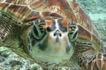 Zimbabwe: Quatre ressortissants chinois arrêtés pour avoir tué environ 40 tortues Zimbabwe: Quatre ressortissants chinois arrêtés pour avoir tué environ 40 tortues