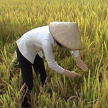 La Chine pèse de plus en plus lourd sur les marchés agricoles La Chine pèse de plus en plus lourd sur les marchés agricoles