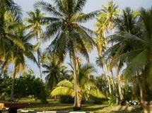 Nuku Hiva: Une touriste décède après avoir reçu une noix de coco sur la tête Nuku Hiva: Une touriste décède après avoir reçu une noix de coco sur la tête
