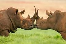 Les derniers rhinocéros d'Afrique menacés par l'explosion du braconnage Les derniers rhinocéros d'Afrique menacés par l'explosion du braconnage