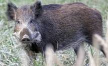 Un retraité dit préférer mourir que de laisser partir son sanglier Un retraité dit préférer mourir que de laisser partir son sanglier