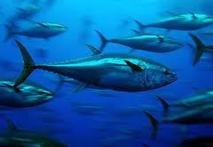 Des flottes non autorisées dans les zones de thon rouge de Méditerranée Des flottes non autorisées dans les zones de thon rouge de Méditerranée