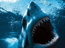 Australie: l'attaque d'un requin relance le débat sur son statut d'espèce protégée Australie: l'attaque d'un requin relance le débat sur son statut d'espèce protégée