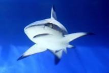 Un surfeur de 22 ans tué lundi par un requin à La Réunion