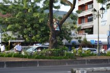 Papeete : un SDF menace de se jeter d'un arbre Papeete : un SDF menace de se jeter d'un arbre