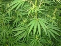 USA: près de 580.000 plans de cannabis arrachés dans les parcs naturels USA: près de 580.000 plans de cannabis arrachés dans les parcs naturels