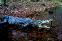Un crocodile retrouvé mort amputé de sa queue en début de semaine dans le Nord-ouest de l’Australie (Source photo : Police de l’État des Territoires du Nord)   [