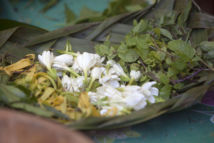 Les fleurs de tiaré vont parfumer l'huile de coco pour former le monoï.