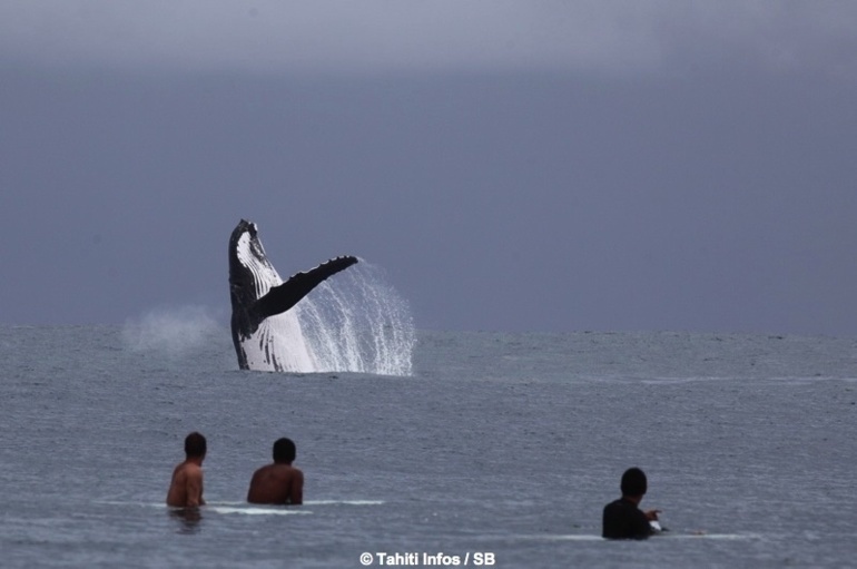 juillet 2013, des surfeurs de Teahupoo sur la presquâîle de Tahiti ... juillet 2013, des surfeurs de Teahupoo sur la presquâîle de Tahiti ...