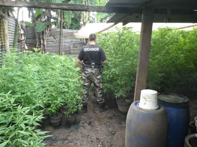 La gendarmerie met à jour deux plantations de "paka" à Papeari