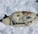 Un "musher" sauvé par ses chiens qui le couvrent et alertent les secours
