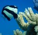 Plus de 12% des espèces de la zone tropicale du Pacifique sont menacées