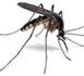 Panama: des moustiques génétiquement modifiés contre la dengue