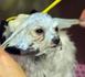 Faux testicules et masques de beauté pour chiens très spéciaux