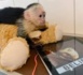 Mally, le singe capucin délaissé par Justin Bieber, devient allemand
