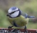 Les Français invités à compter les oiseaux de leur jardin ce week-end