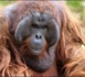 Indonésie: la forêt des orangs-outans menacée, malgré le moratoire
