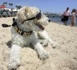 Cannes: le caniche aveugle de Liberace remporte la "Palm dog"