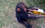 Un zoo au Kazakhstan verse du vin chaud aux singes en pleine vague de froid