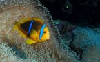 Topdive reprend 3 centres de plongée Blue Nui à Bora Bora, Manihi et Tikehau