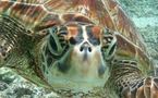 Zimbabwe: Quatre ressortissants chinois arrêtés pour avoir tué environ 40 tortues
