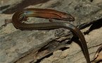 Une nouvelle espèce de lézard arc-en-ciel découverte au Cambodge