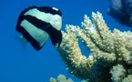 Plus de 12% des espèces de la zone tropicale du Pacifique sont menacées