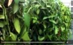 Vabiom : Un projet européen pour préserver et valoriser la biodiversité des vanilliers