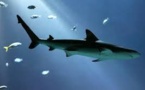 Les requins fuient la pleine lune au fond des mers