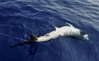 Réunion: Sea Shepherd  conteste l'expérimentation de la pêche au requin