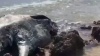 La carcasse d’un cachalot découverte à Kauehi