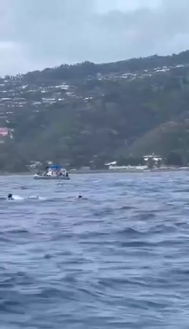 ​Aucun respect pour les baleines