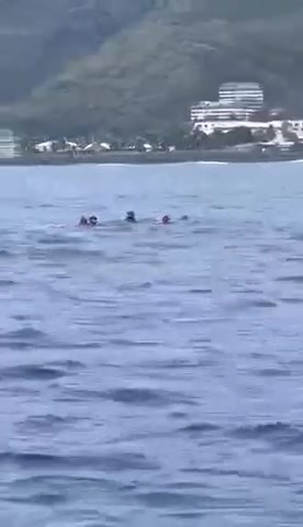 ​Aucun respect pour les baleines