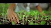 AGRICULTURE CAPL 30s tah.mp4