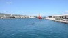 Insolite : des baleines dans la rade de Papeete
