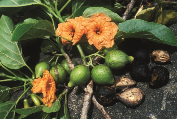 La fleur du tou (Cordia subcordata), dont le bois fait le bonheur des sculpteurs. La fleur du tou (Cordia subcordata), dont le bois fait le bonheur des sculpteurs.
