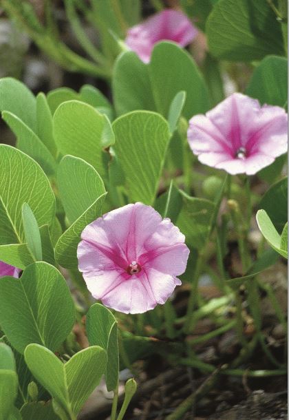Fleurs de pohue miti, appelé aussi pipi tatahi, ou liseron de mer, poussant en bord de plage (Ipomoea pes-caprae).