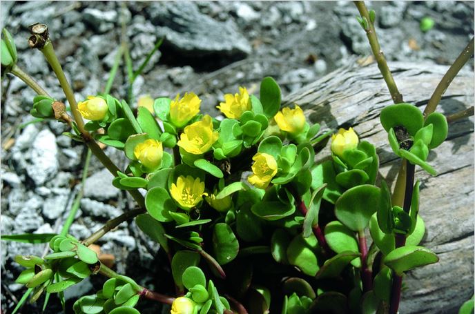 Le pourpier, pokea ou aturi (Portulaca lutea) est une excellente source de vitamines.