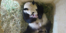 Naissance à Vienne de deux pandas jumeaux conçus naturellement Naissance à Vienne de deux pandas jumeaux conçus naturellement