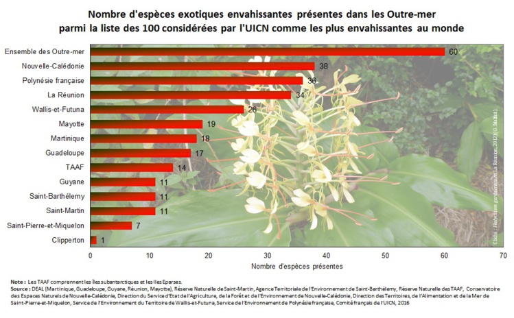Un record pour la Polynésie : le nombre d'espèces invasives Un record pour la Polynésie : le nombre d'espèces invasives