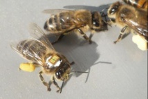 Déclin des pollinisateurs sauvages exposés aux pesticides néonicotinoïdes