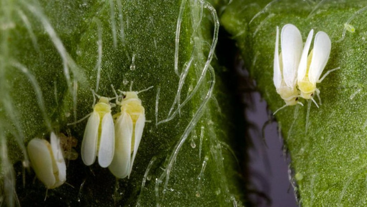 Un insecte résistant aux pesticides pourrait dévaster les cultures aux Etats-Unis