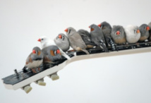 "Il fait chaud dehors, bébé" : pourquoi des oiseaux chantent à leurs oeufs "Il fait chaud dehors, bébé" : pourquoi des oiseaux chantent à leurs oeufs