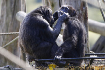 Les chimpanzés préfèrent coopérer qu'être en compétition (étude) Les chimpanzés préfèrent coopérer qu'être en compétition (étude)