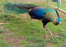 Menace sur le paon de Birmanie, symbole du parti d'Aung San Suu Kyi Menace sur le paon de Birmanie, symbole du parti d'Aung San Suu Kyi