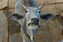 Inde : les cornes des vaches équipées pour être visibles la nuit