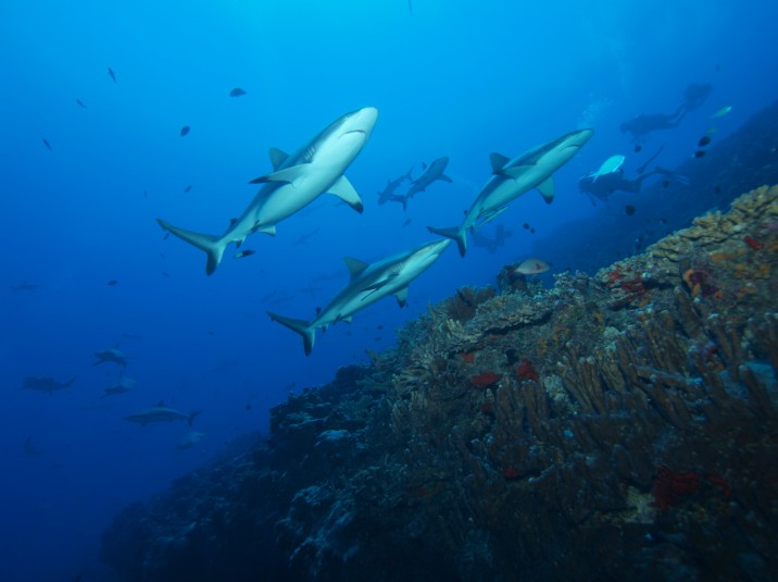 A Ahe, les requins gris, les fameux raira, sont désormais complètement protégés et donc évoluent tranquillement.
