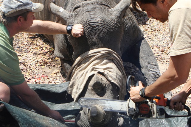 700 rhinocéros vont être décornés au Zimbabwe pour lutter contre le braconnage